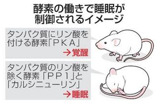 哺乳類の睡眠と覚醒、酵素が制御　タンパク質「リン酸」介し