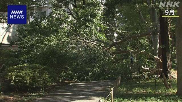 全国の公園の樹木 落下事故の発生状況など初の調査へ 国交省