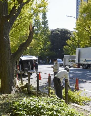 イチョウ並木の枝折れる　明治神宮外苑、都が調査