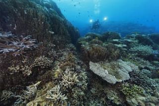 沖縄・辺野古サンゴ、移植再開　国「水温低下で支障なし」