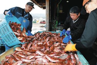 メバルにブリ、マダイ…輪島港の刺し網漁、1年ぶり再開　桟橋は半分になり「元が取れるか不安」