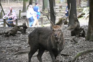 奈良のシカ、秋は注意＝角に刺されるけが急増