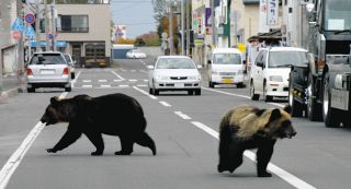 ヒグマ駆除「頼まれても、後から責任を問われるなら…」　北海道猟友会の「拒否検討」が全国に広がる可能性