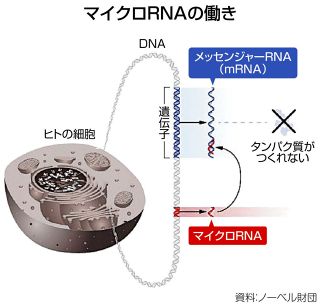 生命現象の陰の支配者　「マイクロRNA」発見者2人にノーベル賞　遺伝子の働きを精密に制御