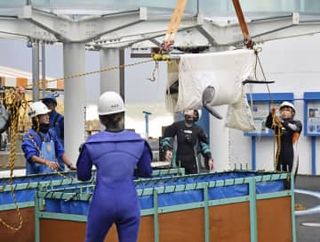 避難イルカ、帰還へ移送　石川・のとじま水族館