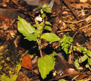 絶滅危惧種のランが軍事訓練中に踏まれて？消えた　徳之島の世界遺産エリア「なぜここで演習をするのか」