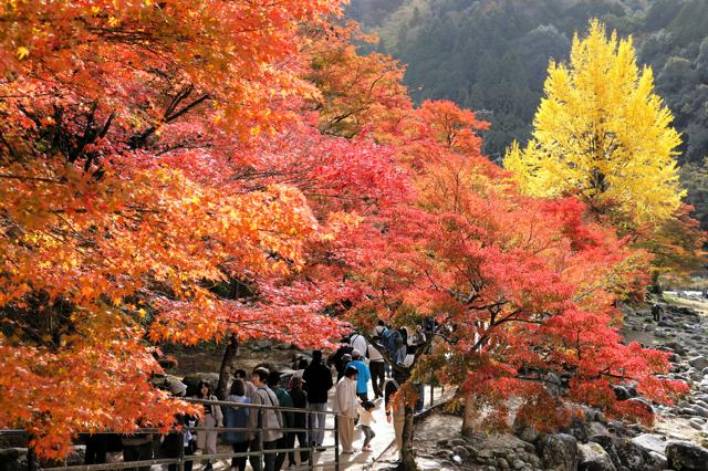 紅葉の大植樹から100周年　住民も驚く遅い見ごろ　愛知・香嵐渓