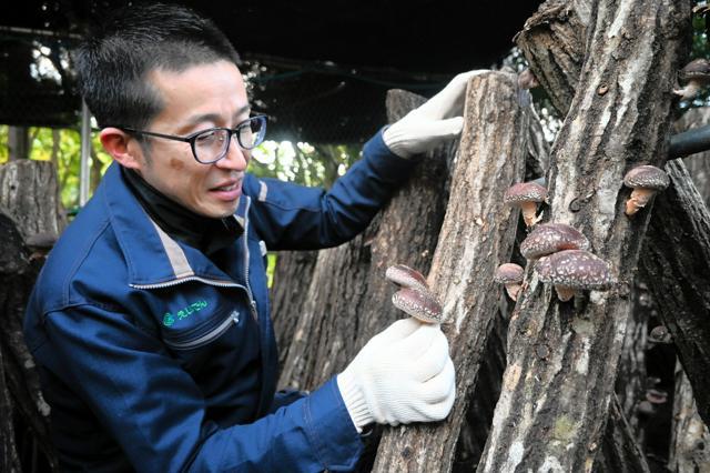 京都の叡電名物　紅葉とシイタケ　沿線の山林整備　伐採材で原木栽培