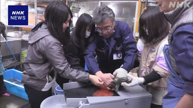 北海道 標津町 小学生がサケの採卵や人工授精を体験