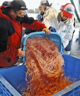 「深海の宝石」富山湾のシロエビ不漁　能登半島地震で海底変化　来年は豊漁ねがう