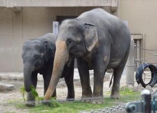 福岡市動物園、ゾウを一般公開　ミャンマーから来日した３頭