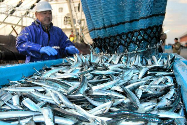 サンマが姿消しトラフグが…福島県沖の海面温度が50年で2度上昇