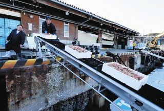 輪島港再開から1ヵ月、まだまだ課題が…水揚げはいつもの半分以下　ズワイガニ価格低迷のワケは