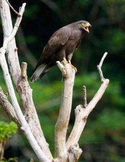 鳴き声と行動の関係調査　サシバ、越冬地奄美大島で