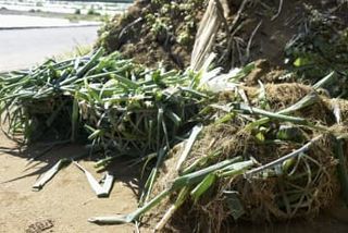 大量廃棄される深谷ネギの葉、箸置きに変身　放置で悪臭…農家悩み解消へ埼玉工業大開発