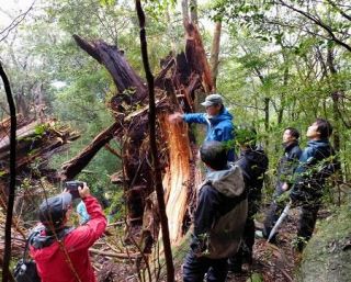 折れた屋久杉、そのまま保存へ　台風１０号で被害、環境教材に