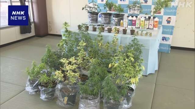 自宅で大麻草栽培か 12日施行の規制法違反で会社員逮捕 名古屋