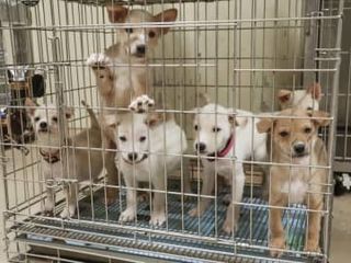 保護犬猫の一時収容施設、新たに建設へ　殺処分多い高松市、CFで支援呼びかけ