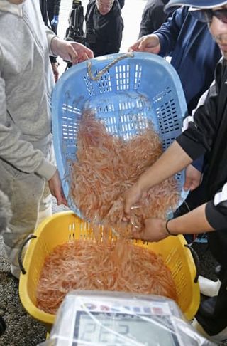 富山湾の宝石シロエビ漁獲が最低　6割超減、地震海底地滑り影響か