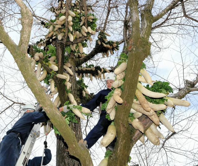 京都の修行僧がダイコンを木に天日干し　寒風に吹かれたくあんに