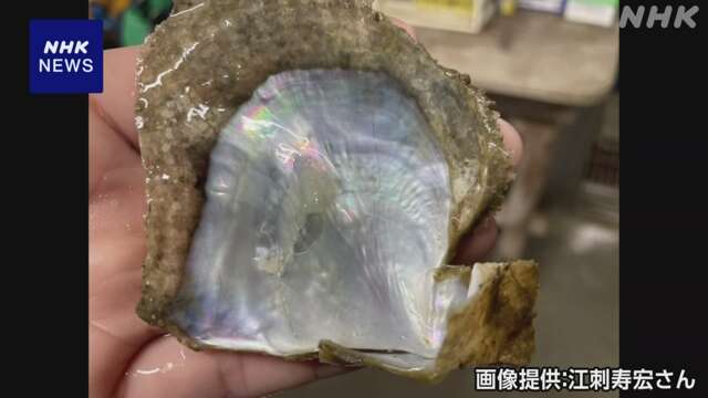 真珠養殖に使用「アコヤガイ」 宮城県沖で初確認 温暖化影響か