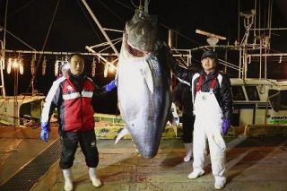 ３億円マグロの漁船転覆か　青森沖、１人死亡船長不明