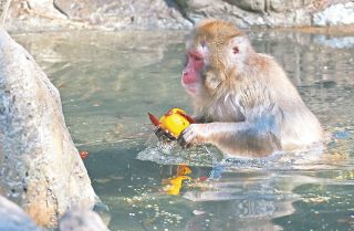 「ゆず湯」めがけてニホンザル一斉にダイブ　埼玉・狭山で冬至イベント　智光山公園こども動物園