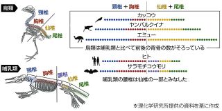 ＜フロンティア発＞背骨の数　種超えたルール