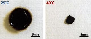 ムール貝「足糸」まね水中接着剤　低温で簡単剥離、東北大が開発